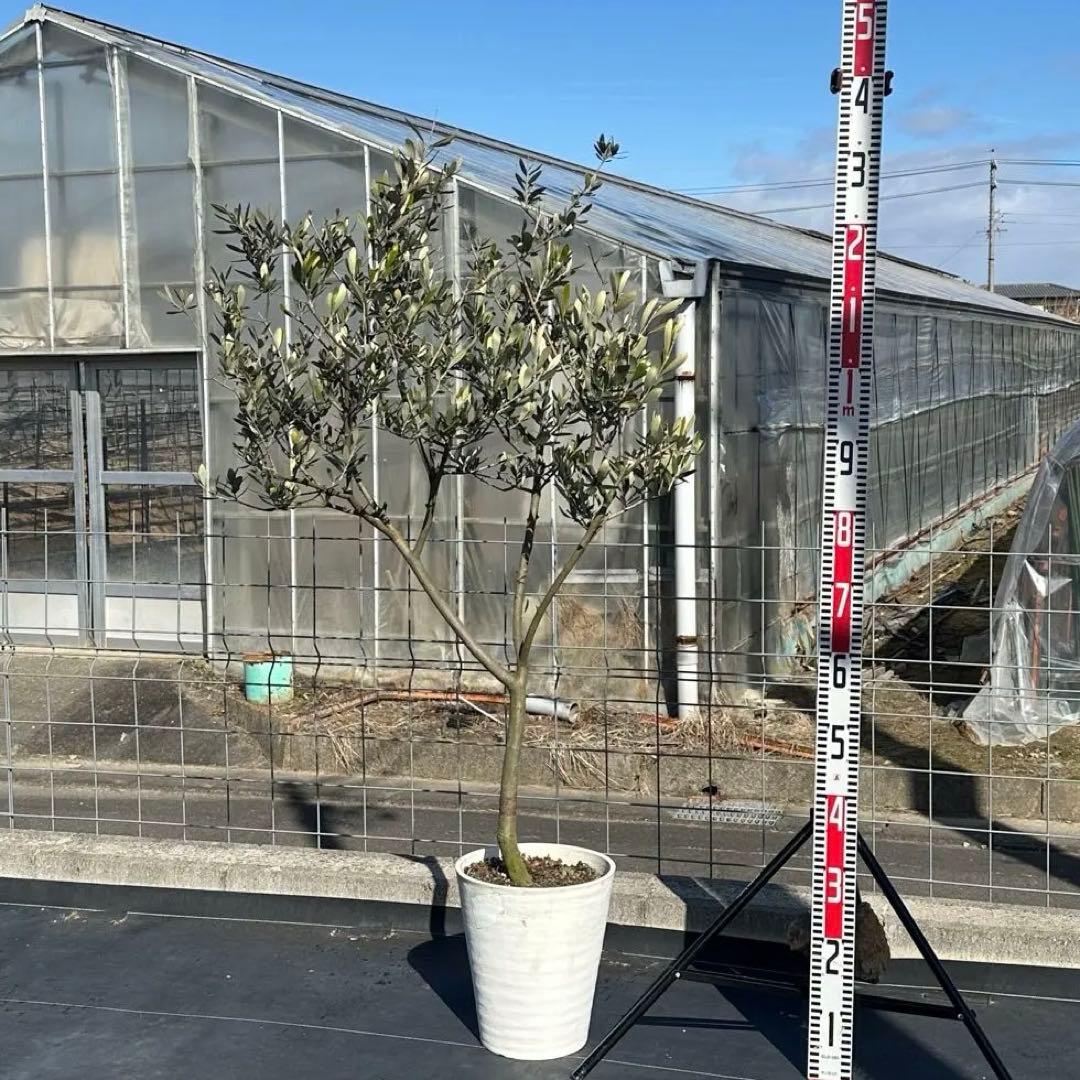 オリーブの木 シプレッシーノ 仕立て品 【樹高:約135cm】Jan01