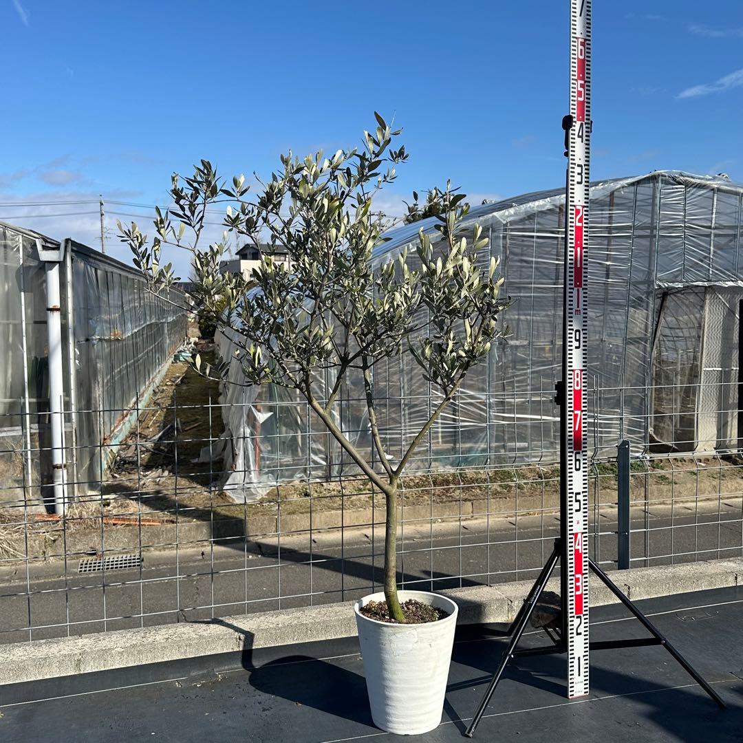 オリーブの木 シプレッシーノ 仕立て品 【樹高:約135cm】Jan01