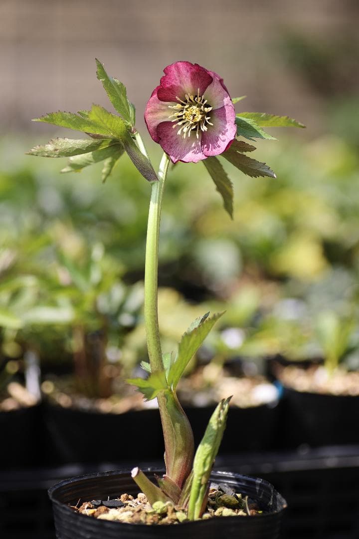 クリスマスローズ 開花実績株 SSピンクバイカラー.