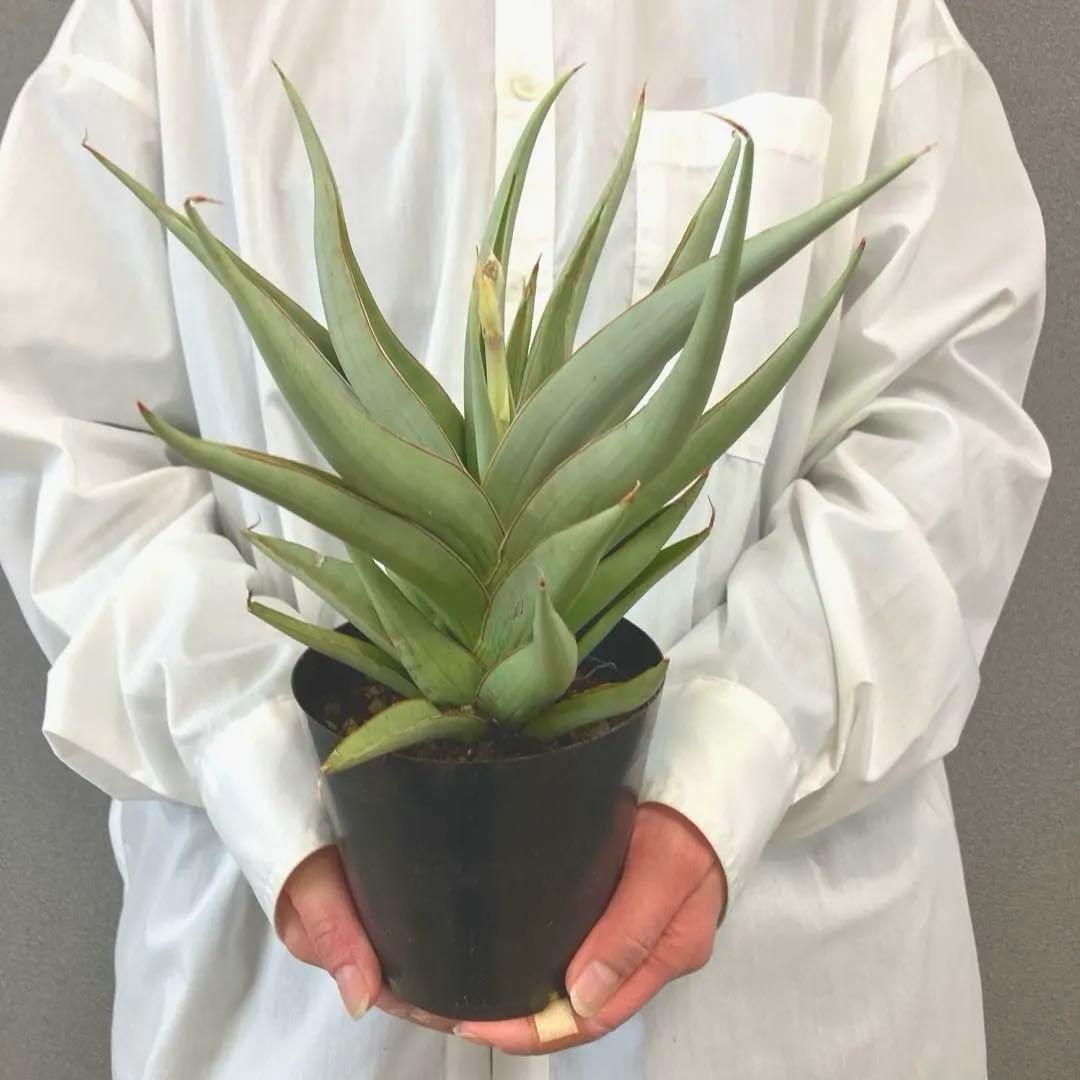 超絶希少❗️サンスベリア　バイビット✨