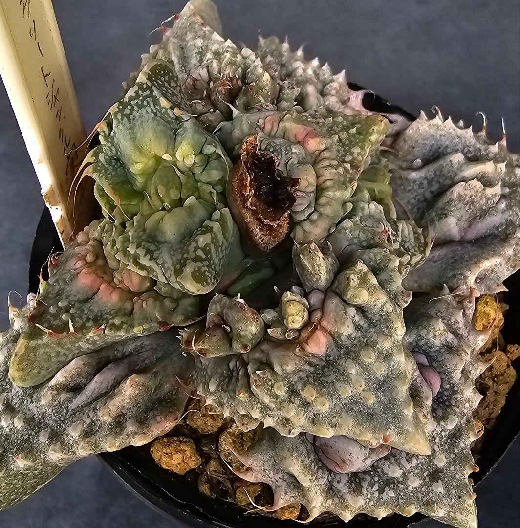 メルカリ便発送&ロウルサンコさんラベル付き☆フォーカリア コンクリートジャングル