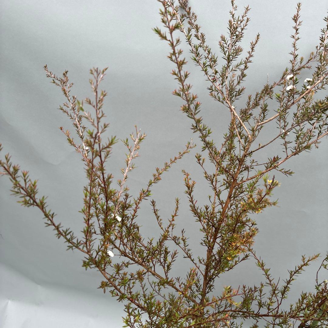 ギョリュウバイ　白花　八重