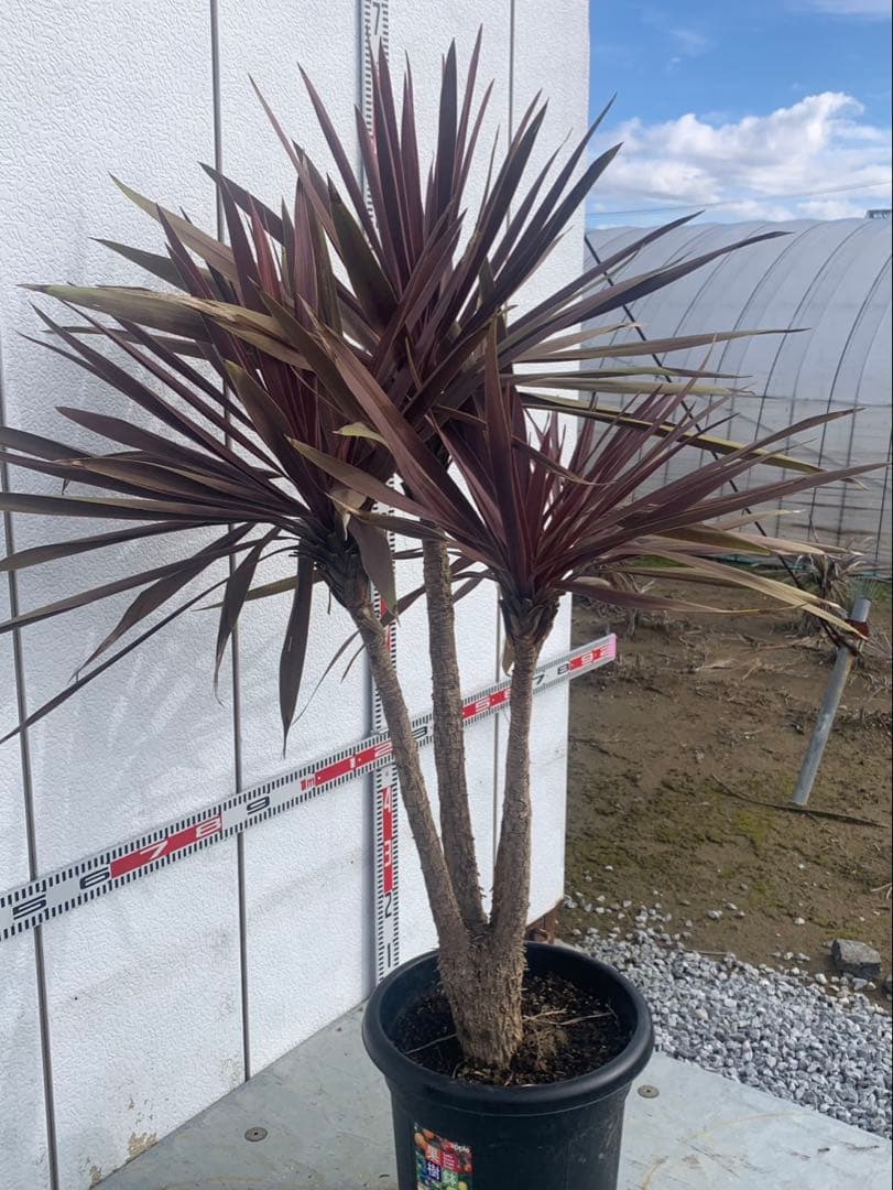 コルジネリ　ドラセナ　　レッドスター　パニ★ページ