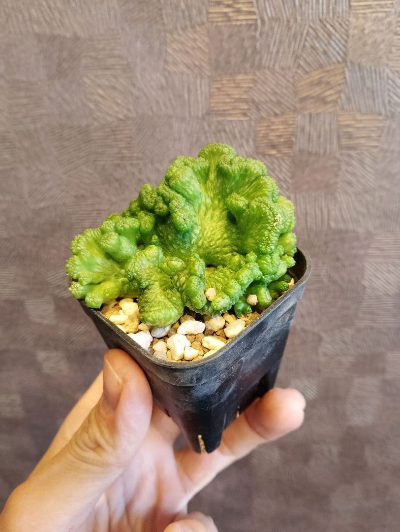 希少 ユーフォルビア オベサ 綴化 大