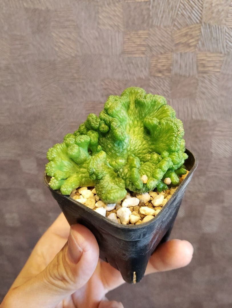 希少 ユーフォルビア オベサ 綴化 大