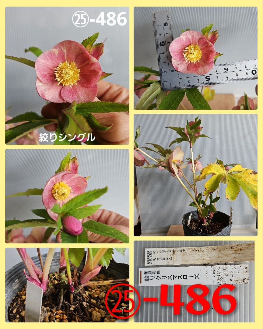 ☆、謙信様ご購入苗✿✿㉕-313㉕-486クリスマスローズ