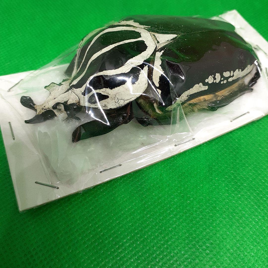 標本 Goliathus goliatus apicalis 85mm CONGO