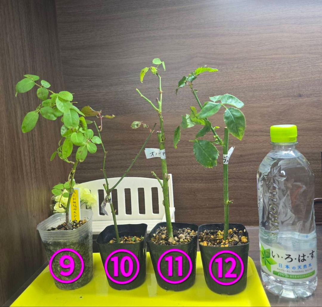 ①ご確認用ページ