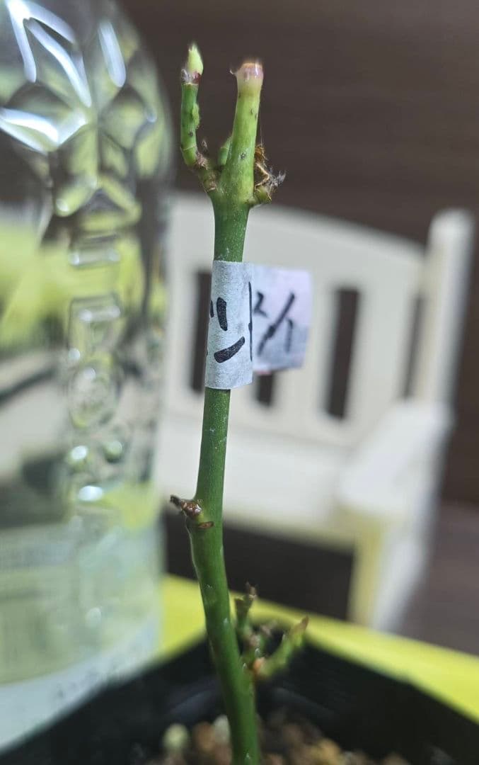 ①ご確認用ページ