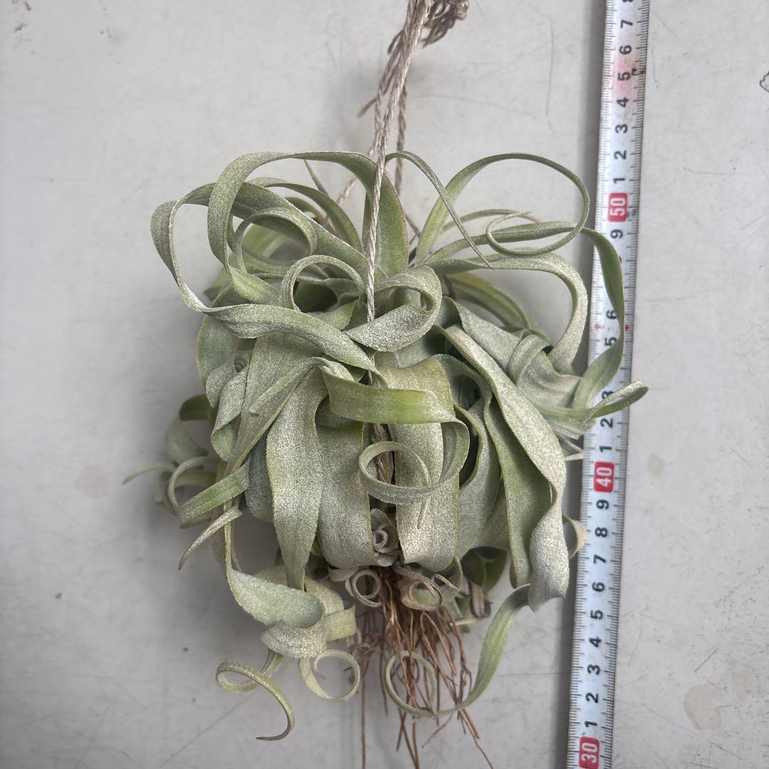 ストレプトフィラ