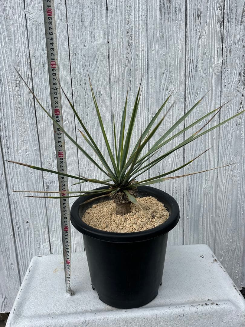 Yucca リギダ ユッカリギダ