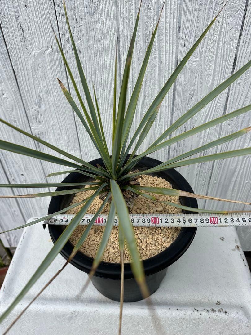 Yucca リギダ ユッカリギダ