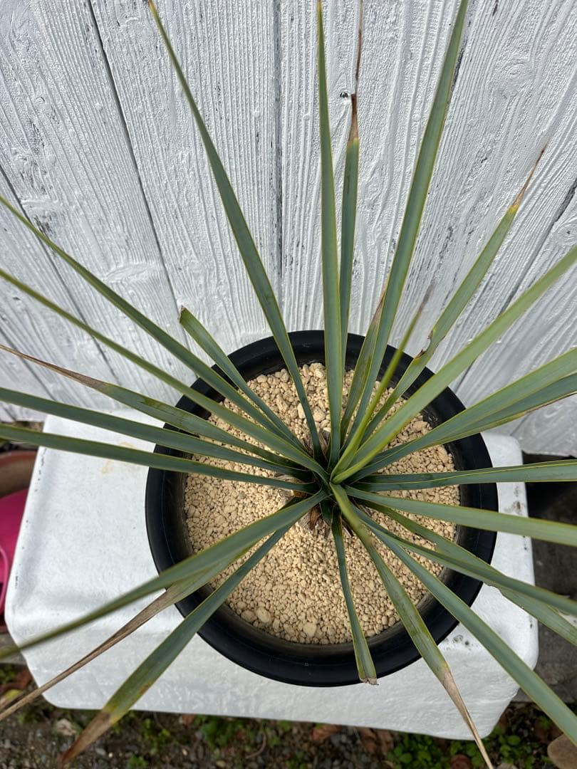 Yucca リギダ ユッカリギダ