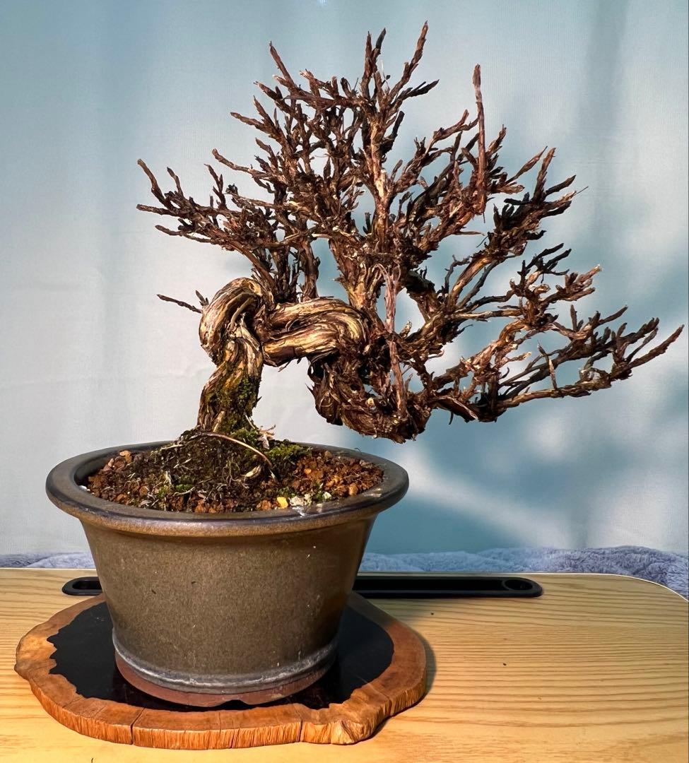 金露梅　キンロバイ　希少　珍しい木