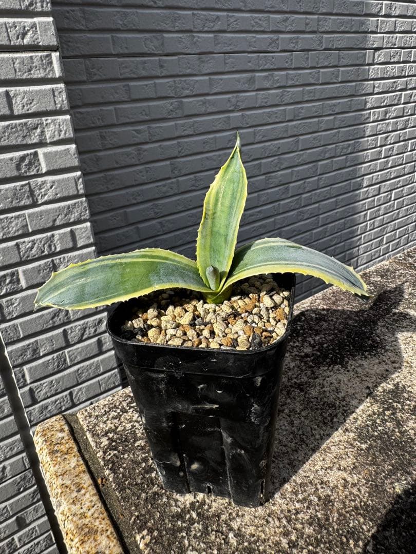 アガベ　Agave リップルエフェクト　Ripple effect