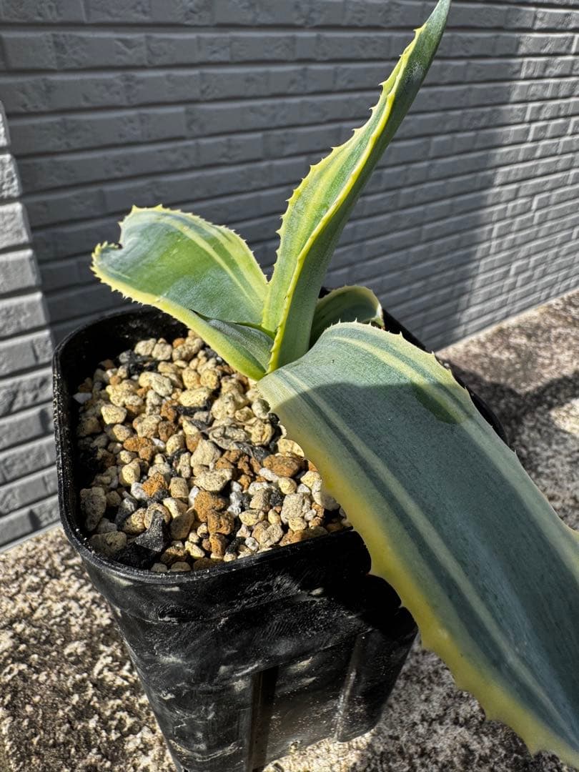 アガベ　Agave リップルエフェクト　Ripple effect