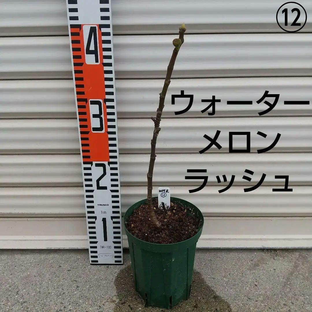 ⑫★希少高級イチジク苗木★【ウォーターメロンラッシュ⑫】〖1月31日撮影〗
