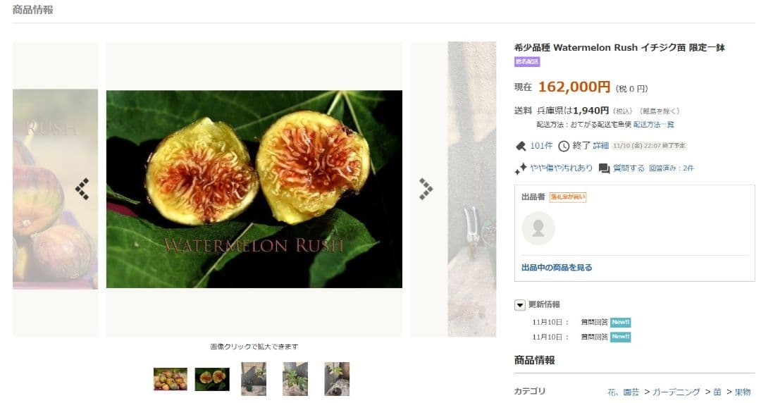 ⑫★希少高級イチジク苗木★【ウォーターメロンラッシュ⑫】〖1月31日撮影〗