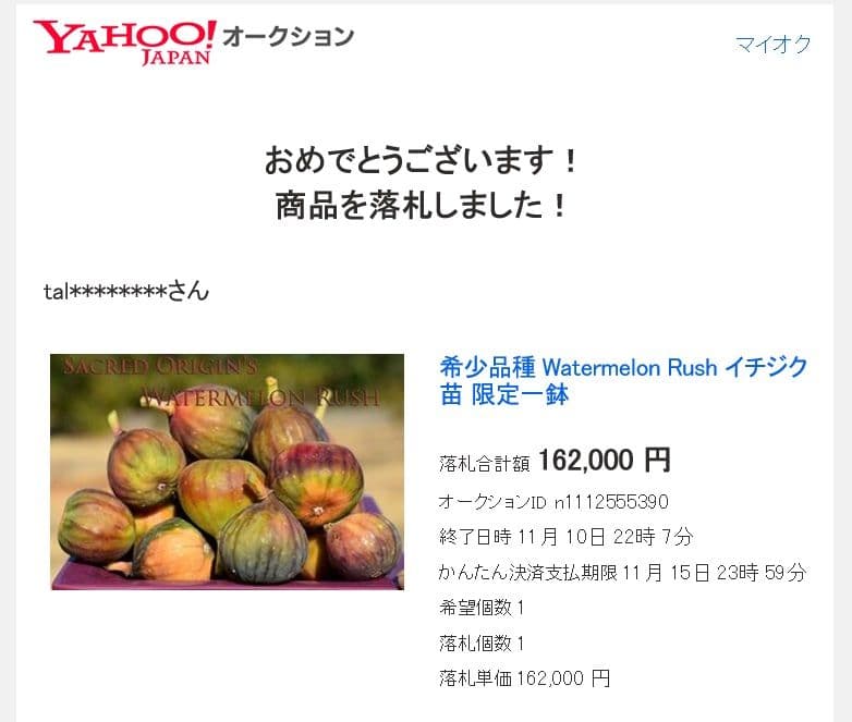 ⑫★希少高級イチジク苗木★【ウォーターメロンラッシュ⑫】〖1月31日撮影〗