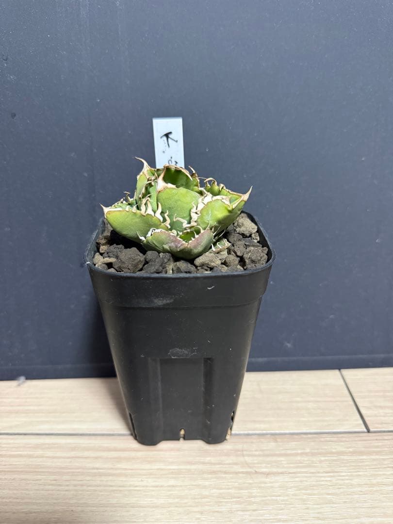 アガベ COK 追星　インドネシア産　チタノタ　オテロイ