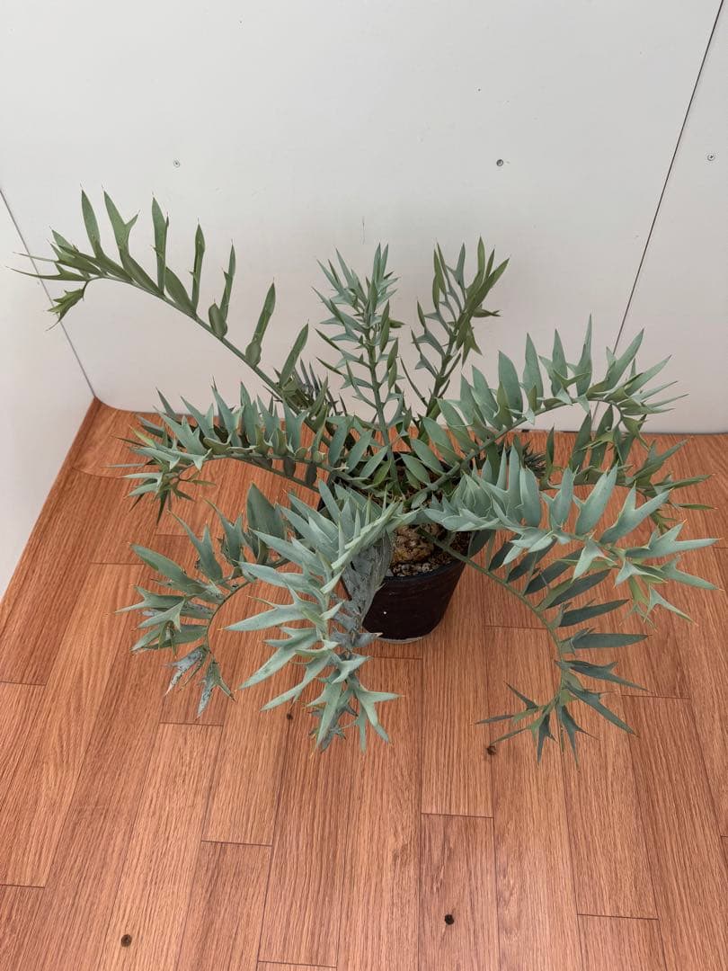 エンセファルトス　ホリダス