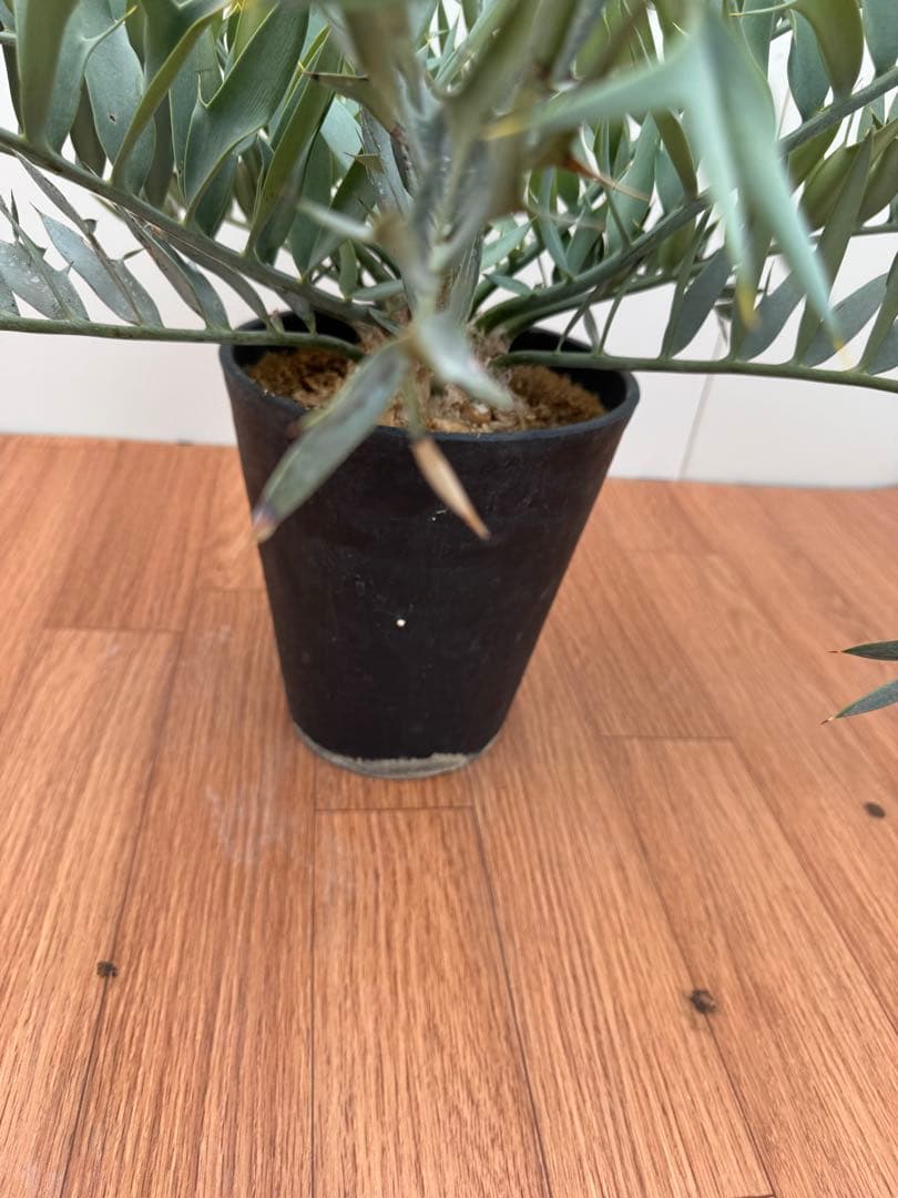 エンセファルトス　ホリダス