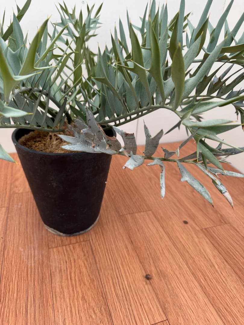 エンセファルトス　ホリダス