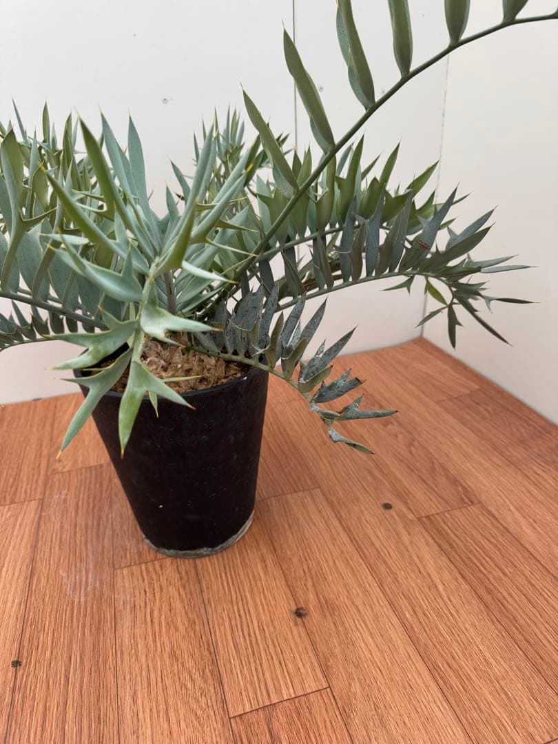 エンセファルトス　ホリダス