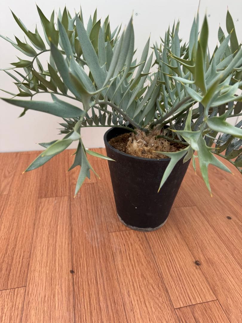 エンセファルトス　ホリダス