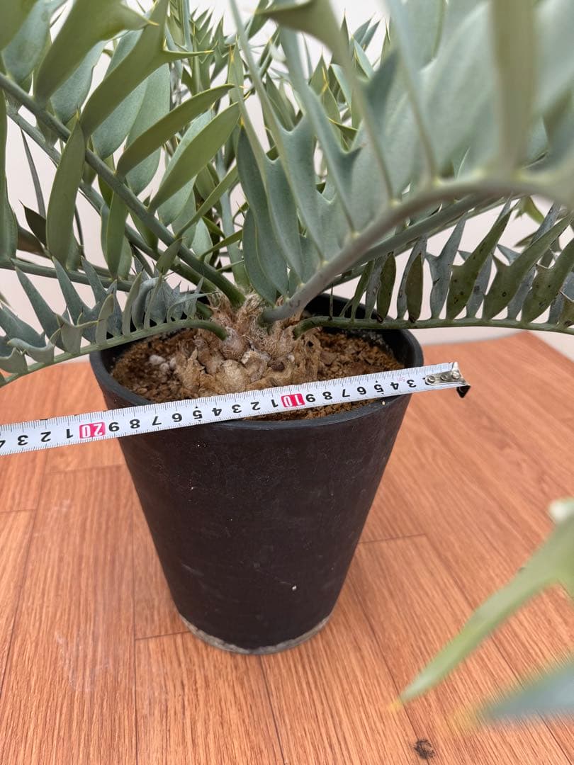 エンセファルトス　ホリダス