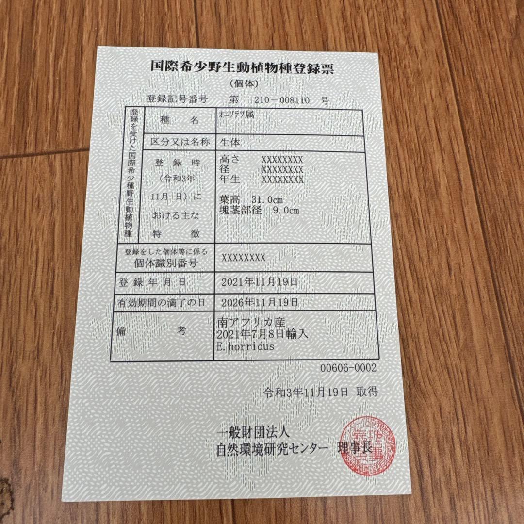 エンセファルトス　ホリダス