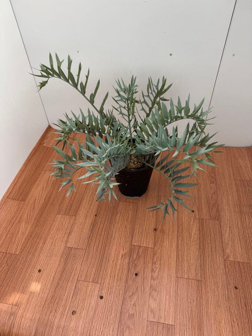 エンセファルトス　ホリダス