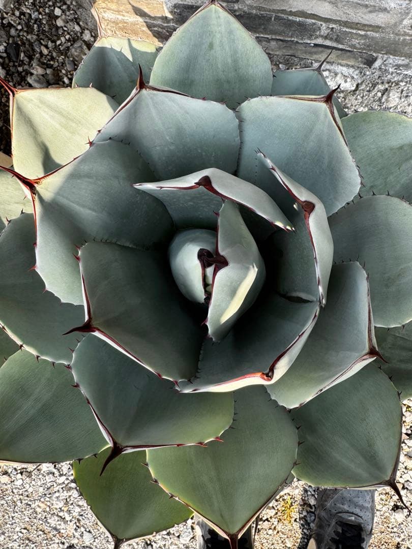 アガベ　パリー　トランカーター　ハンティントン　大株