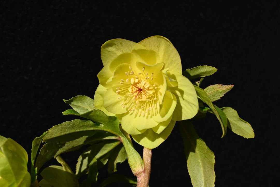 クリスマスローズ　超1級品！認定メロンゴールド　加藤農園