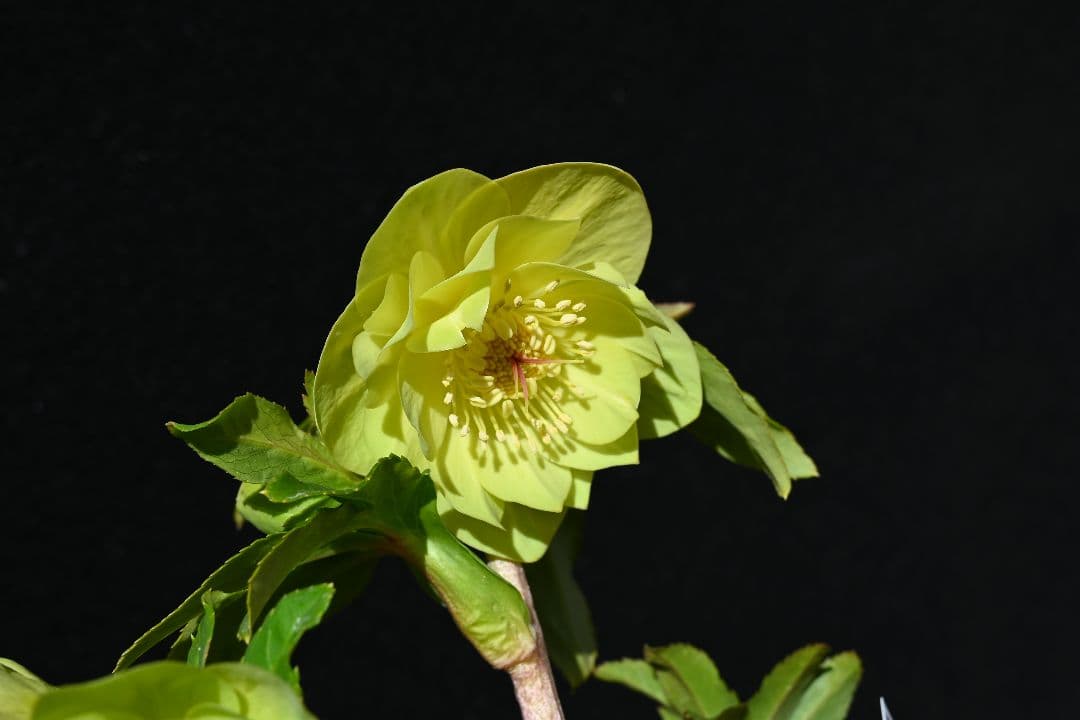 クリスマスローズ　超1級品！認定メロンゴールド　加藤農園