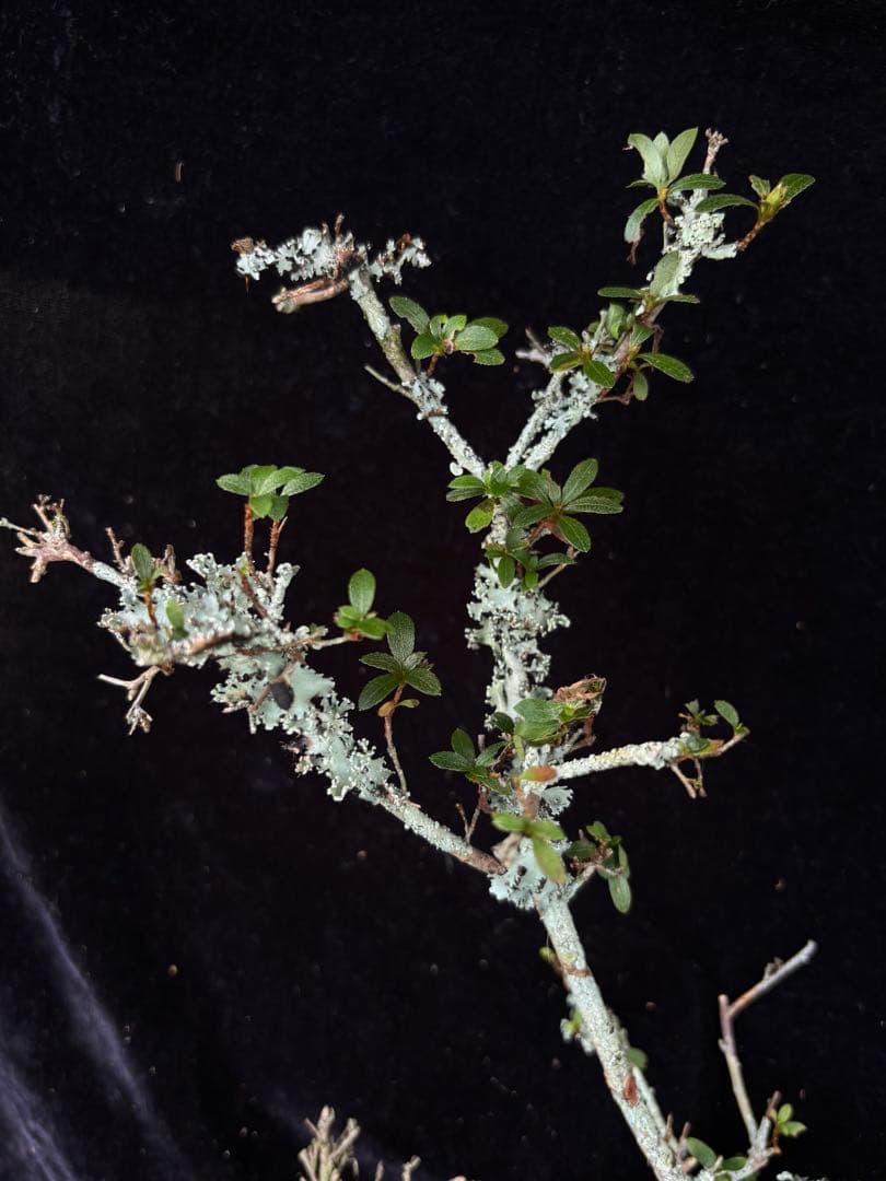 苔躑躅　ツツジ