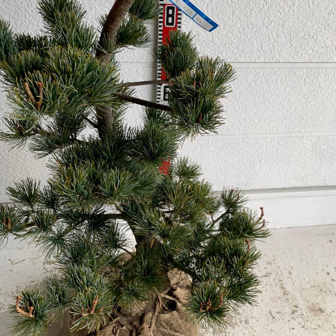 仕立て物　八房五葉松　約110cm【ゴヨウマツ/姫小松/盆栽】147019