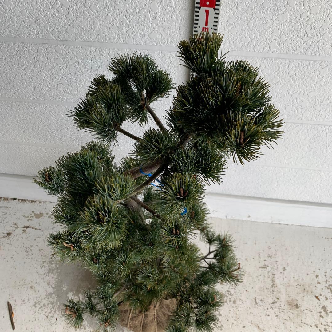 仕立て物　八房五葉松　約110cm【ゴヨウマツ/姫小松/盆栽】147019