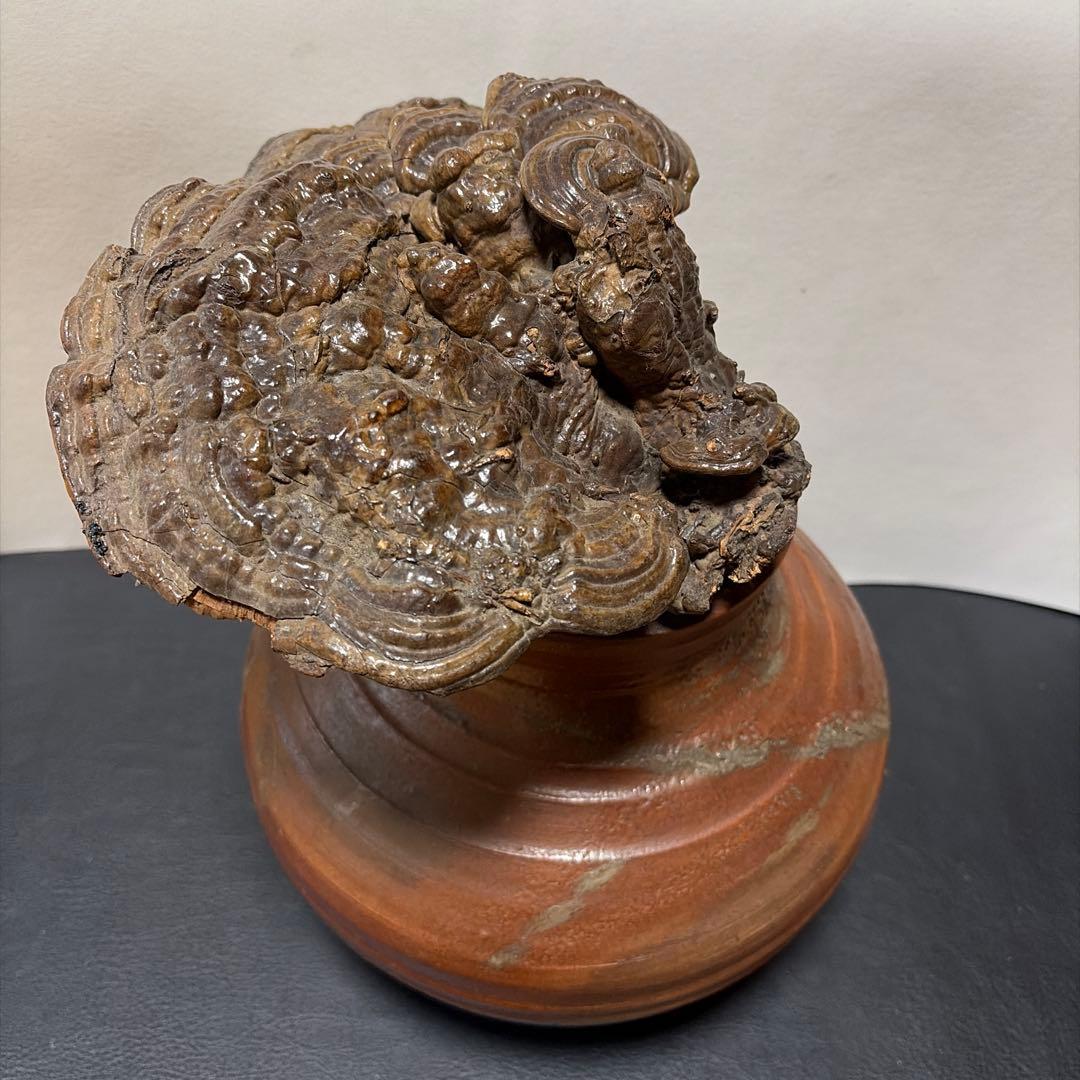 古備前　備前焼　壺　＆　サルノコシカケ　蓋