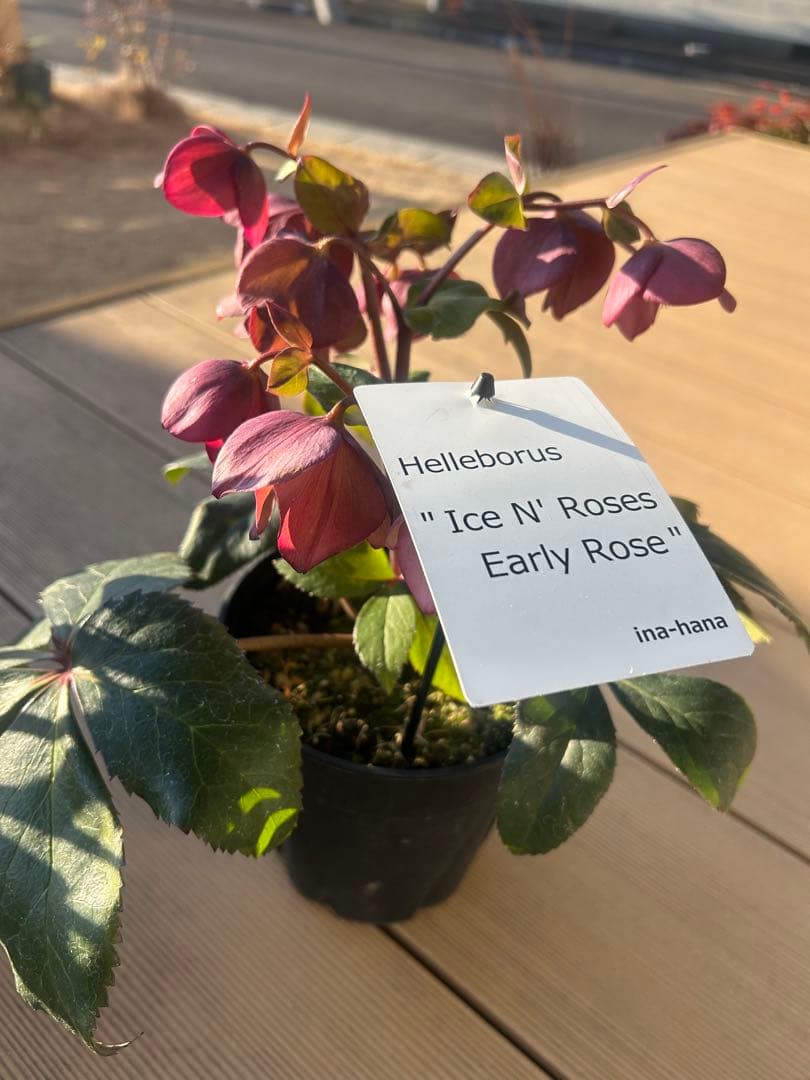 確認用　氷の薔薇アーリーローズ　　キャメロット