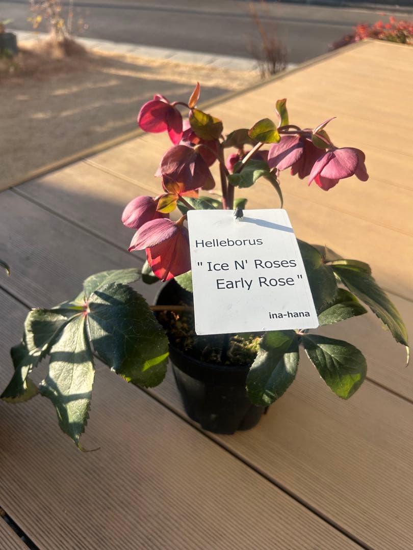 確認用　氷の薔薇アーリーローズ　　キャメロット