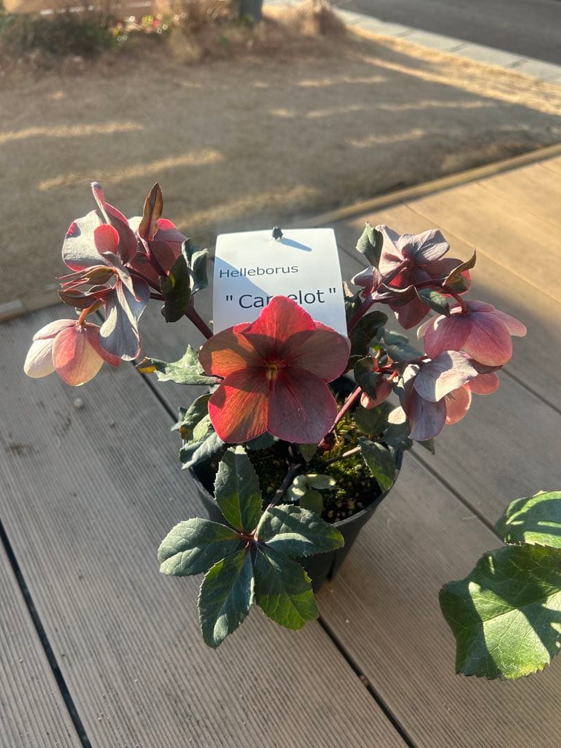 確認用　氷の薔薇アーリーローズ　　キャメロット