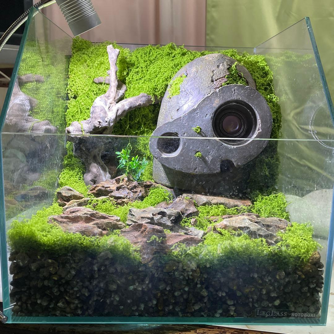 ラピュタロボット兵苔テラリウム