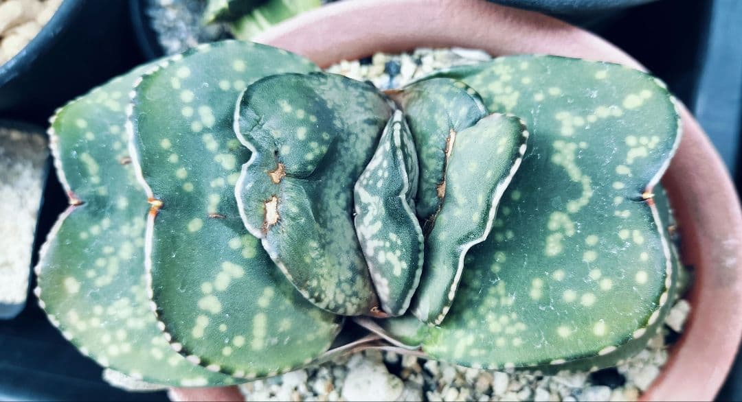 ガステリア　恐竜　特選株のカキ仔