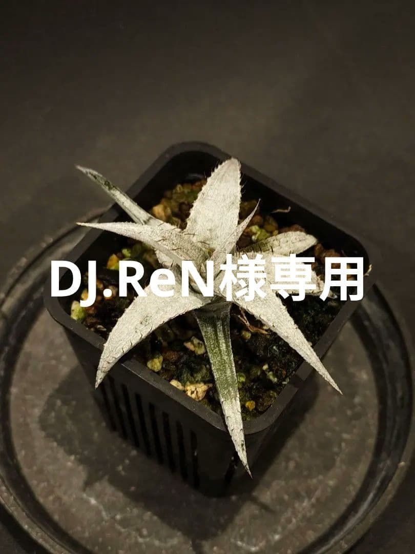 Dyckia braunii 実生 1 ディッキア ブラウニー