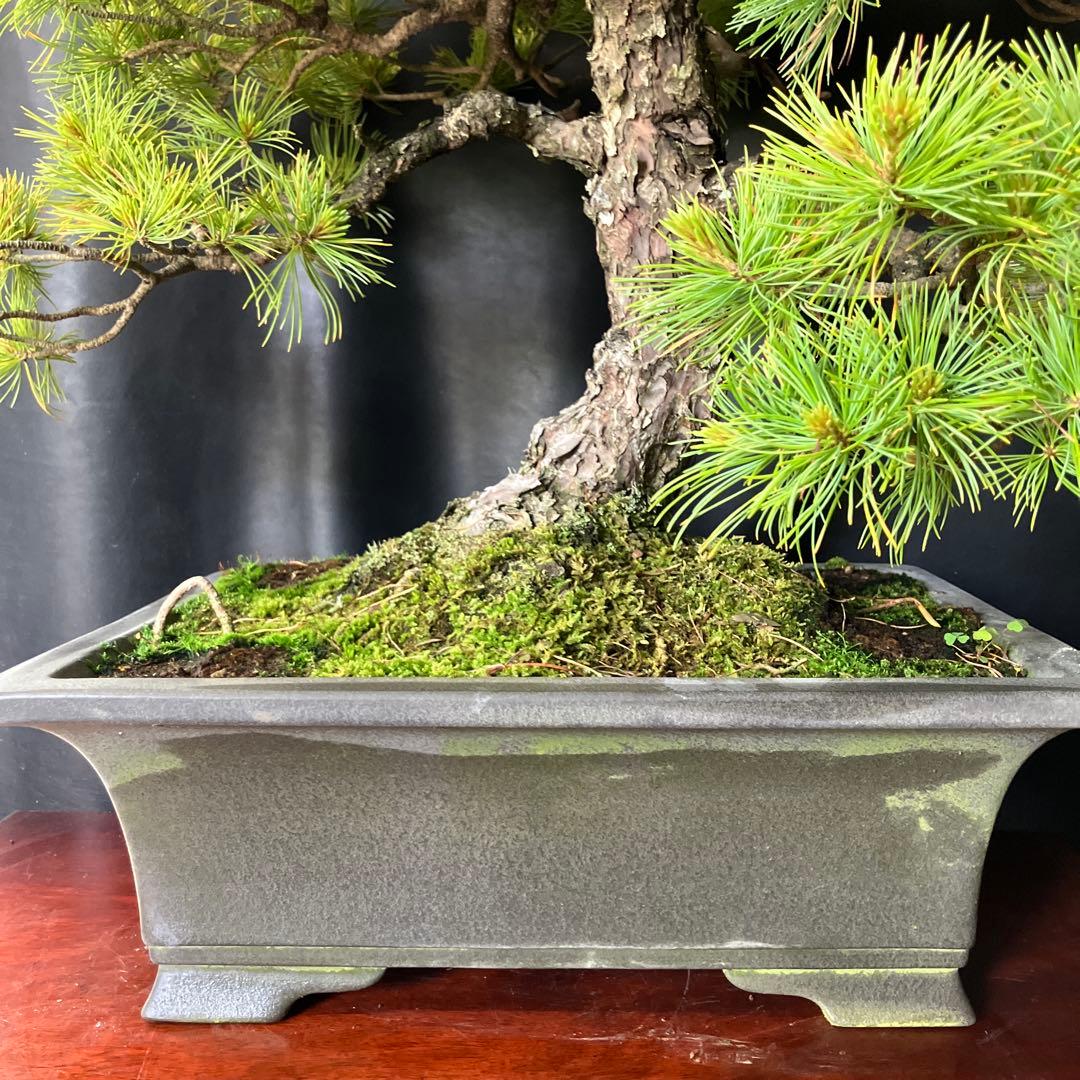 吾妻五葉松 盆栽