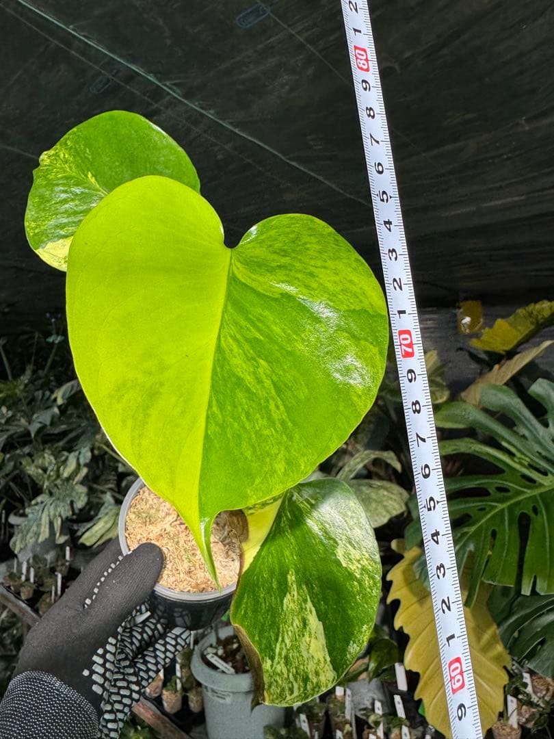 4モンステラ　イエローマリリン　黄斑入り　送料込み