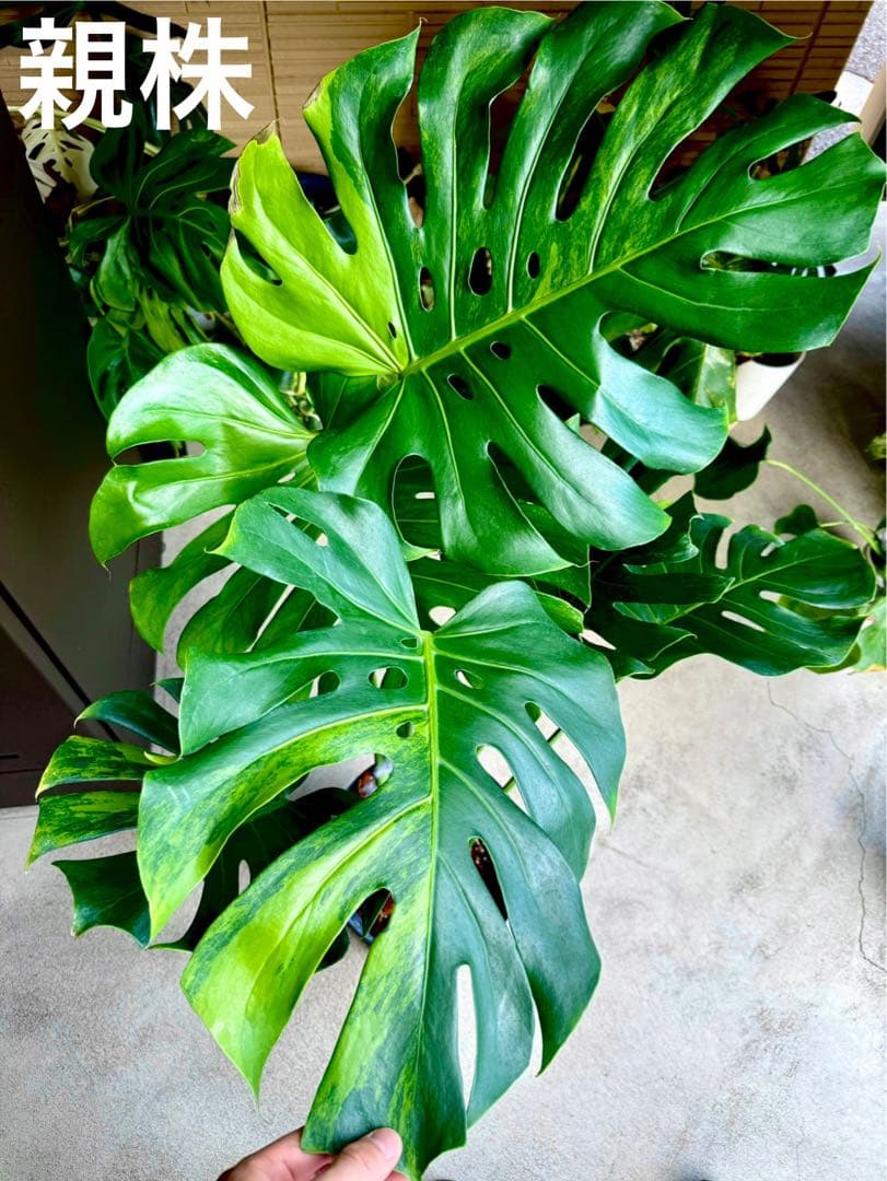 モンステラライムゲッコー