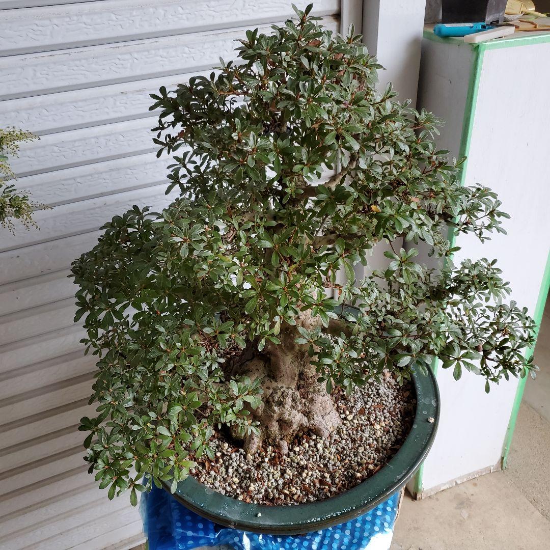 盆栽 さつき サツキ 皐月 若恵比寿