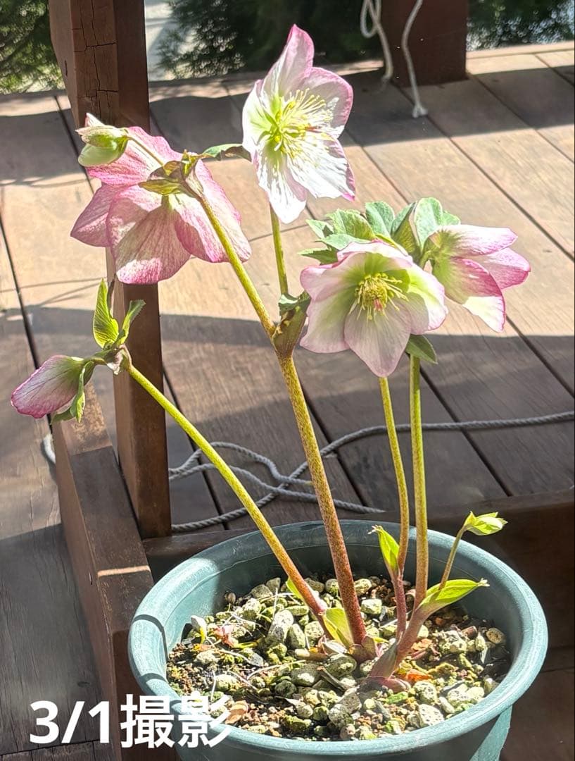 ⑩クリスマスローズSSピンクHarvingtonR ebekah